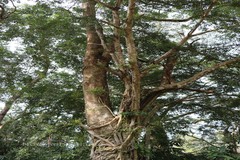 Ficus tinctoria subsp. gibbosa